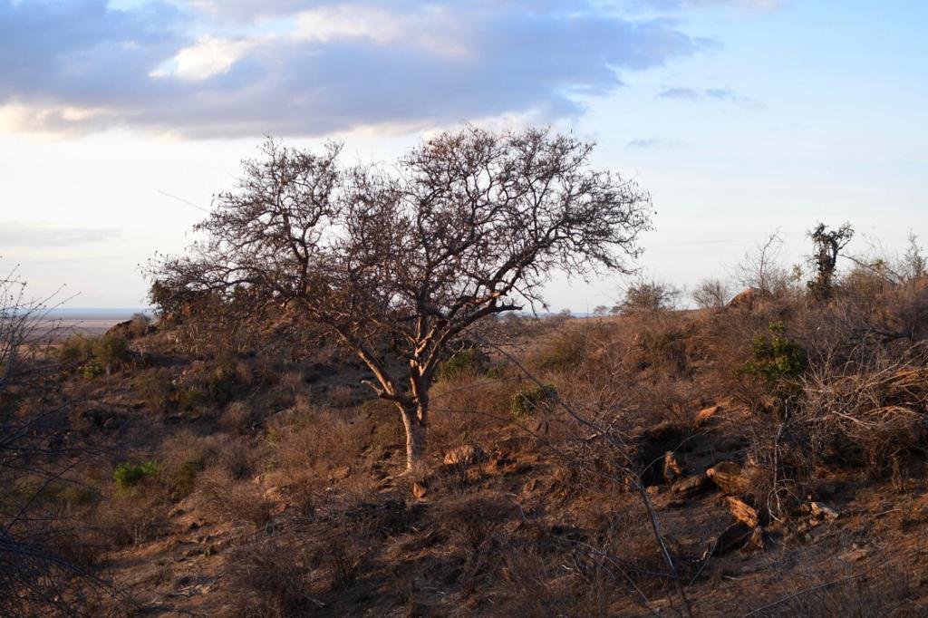 Mara Horizon Camp